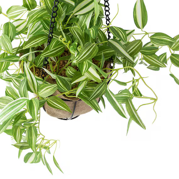 69CM WANDERING JEW (W/IRONWARE POT) KM09-S194/272ONT