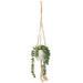 Bean Leaves in Hanging Ceramic Pot