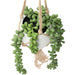 Bean Leaves in Hanging Ceramic Pot