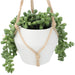 Bean Leaves in Hanging Ceramic Pot