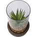 Sword Grass in Cement Holder with Glass and stones HA34086GN
