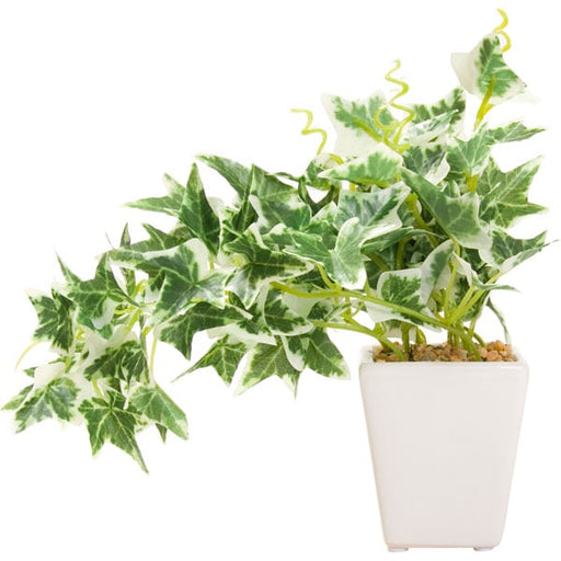 20CM ENGLISH IVY W/90LVS W/CERANIC POT F201-80A/90LNT